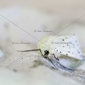 Karl-Gillebert-Spilosoma-lubricipeda-ecaille-tigree-0945