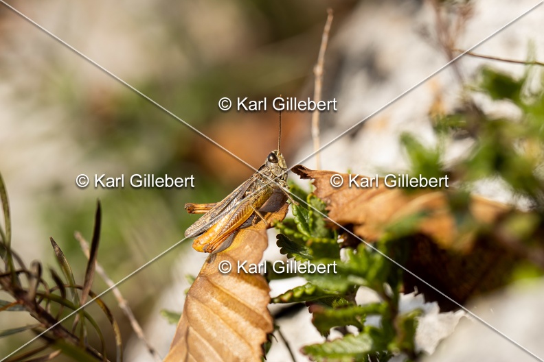 Karl-Gillebert-Criquet-des-pins-Chorthippus-vagans-5340.jpg