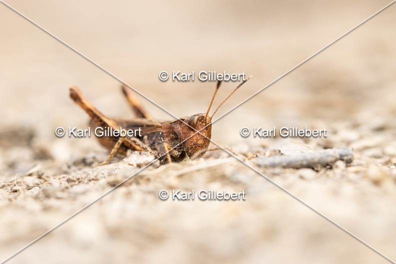 Karl-Gillebert-Gomphocere-roux-Gomphocerippus-rufus-5894