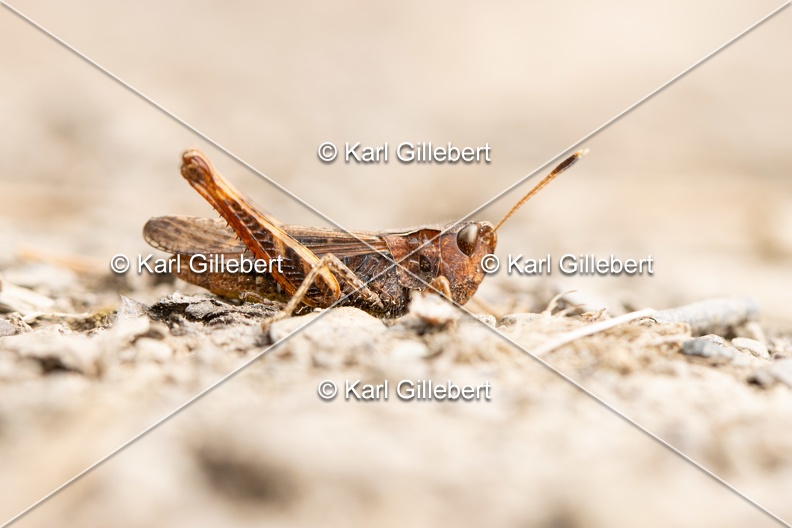 Karl-Gillebert-Gomphocere-roux-Gomphocerippus-rufus-5884.jpg