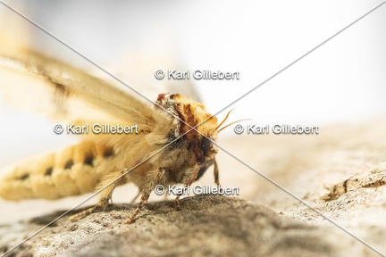 Karl-Gillebert-Phalera-bucephala-Bucephale-2343