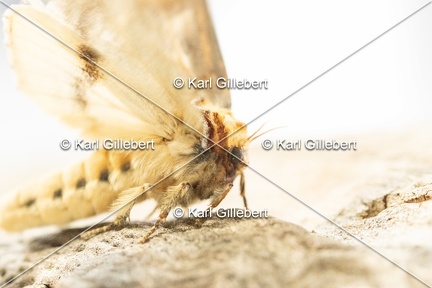 Karl-Gillebert-Phalera-bucephala-Bucephale-2345