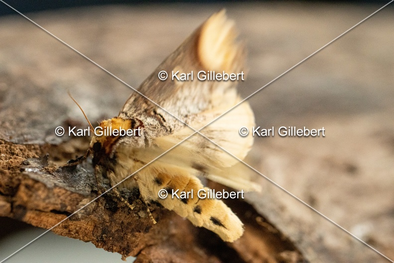Karl-Gillebert-Phalera-bucephala-Bucephale-2372.jpg