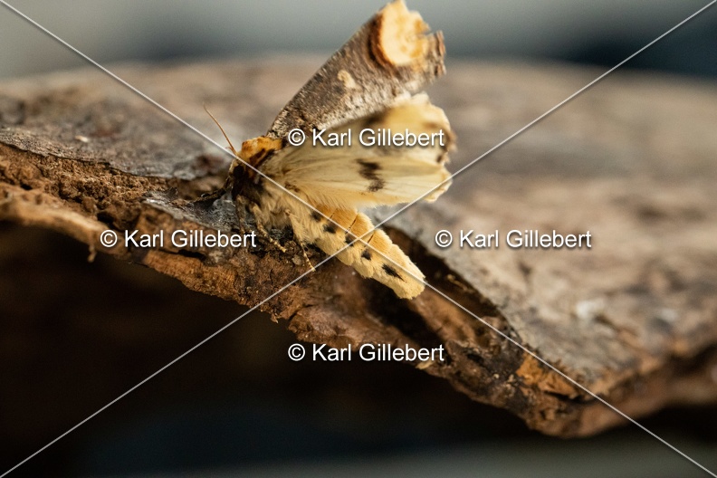 Karl-Gillebert-Phalera-bucephala-Bucephale-2373