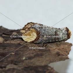 Phalera bucephala - Bucéphale