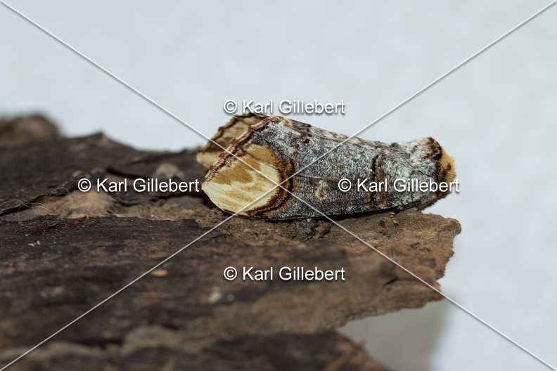 Karl-Gillebert-Phalera-bucephala-Bucephale-2387.jpg