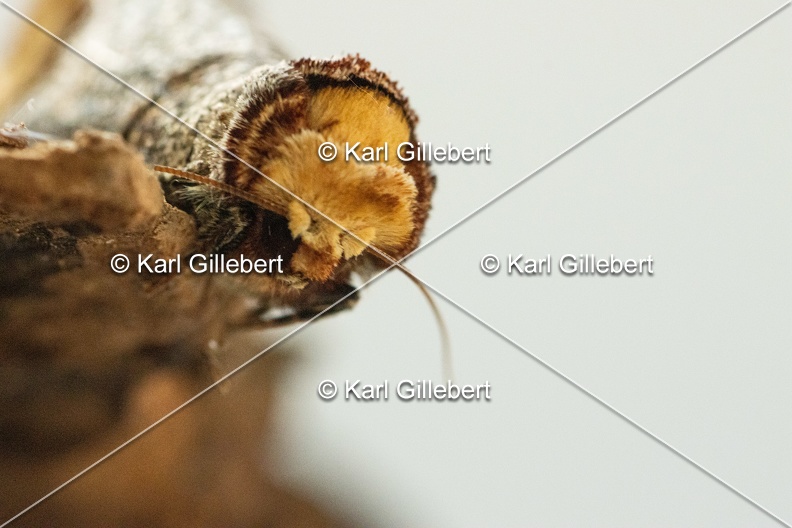 Karl-Gillebert-Phalera-bucephala-Bucephale-2389.jpg
