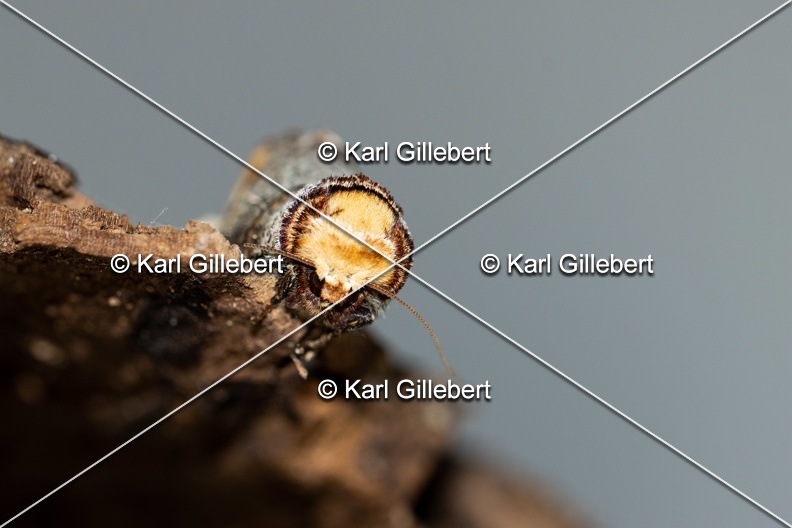 Karl-Gillebert-Phalera-bucephala-Bucephale-2391