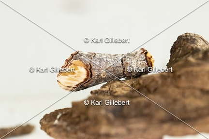 Karl-Gillebert-Phalera-bucephala-Bucephale-2411
