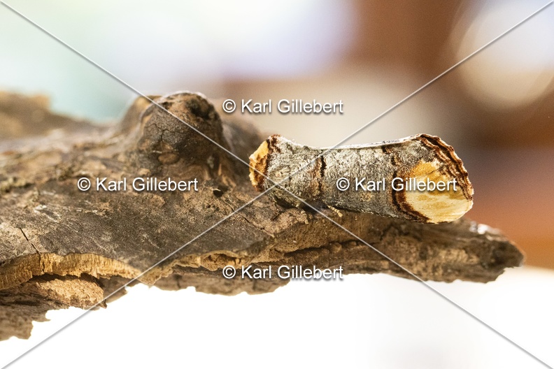 Karl-Gillebert-Phalera-bucephala-Bucephale-2414.jpg