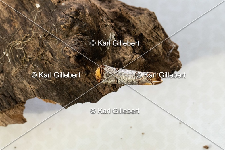 Karl-Gillebert-Phalera-bucephala-Bucephale-2424.jpg