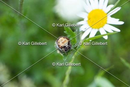 Karl-Gillebert-Phalera-bucephala-Bucephale-2660