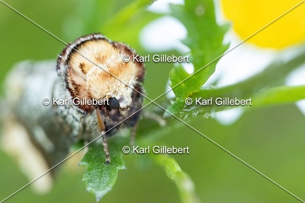 Karl-Gillebert-Phalera-bucephala-Bucephale-2821