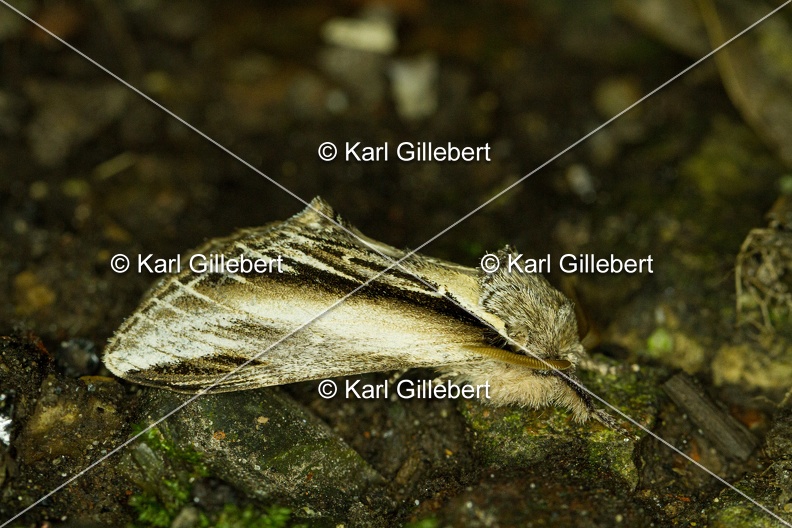 Karl-Gillebert-Pheosia-tremula-Porcelaine-9579.jpg