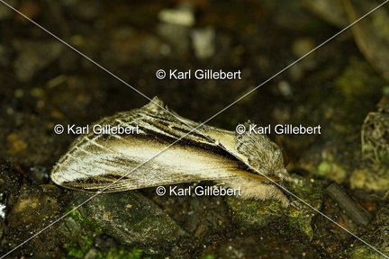 Karl-Gillebert-Pheosia-tremula-Porcelaine-9579