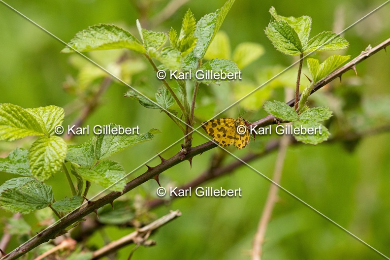 Karl-Gillebert-Pseudopanthera-macularia-Panthere-0519.jpg