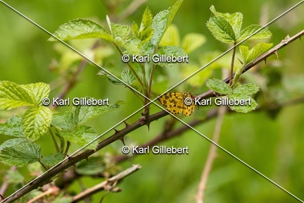 Karl-Gillebert-Pseudopanthera-macularia-Panthere-0519