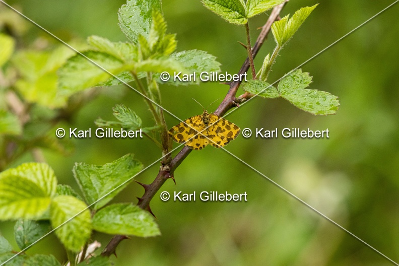 Karl-Gillebert-Pseudopanthera-macularia-Panthere-0522.jpg