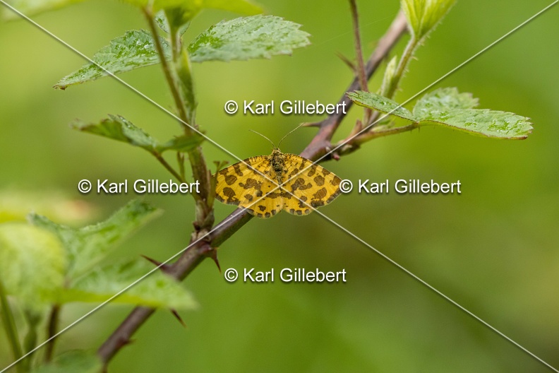 Karl-Gillebert-Pseudopanthera-macularia-Panthere-0527