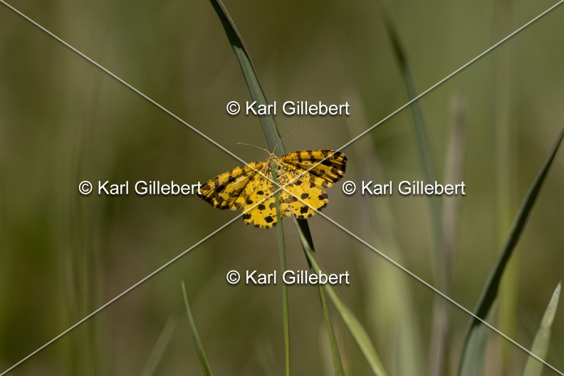 Karl-Gillebert-Pseudopanthera-macularia-Panthere-3941