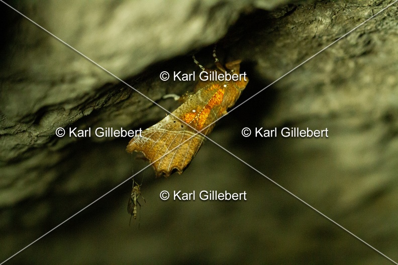 Karl-Gillebert-Scolopteryx-libatrix-Decoupure-7971.jpg
