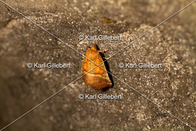 Karl-Gillebert-Scolopteryx-libatrix-Decoupure-8523