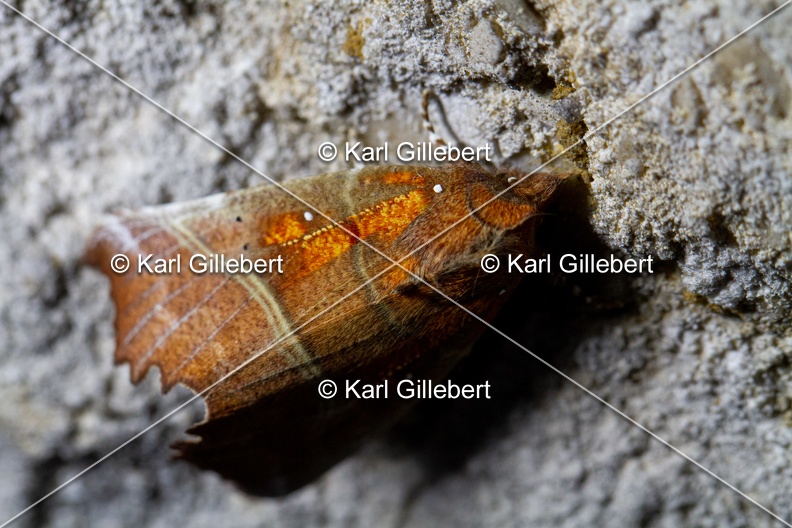Karl-Gillebert-Scolopteryx-libatrix-Decoupure-8700