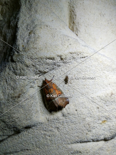 Karl-Gillebert-Scolopteryx-libatrix-Decoupure-114112