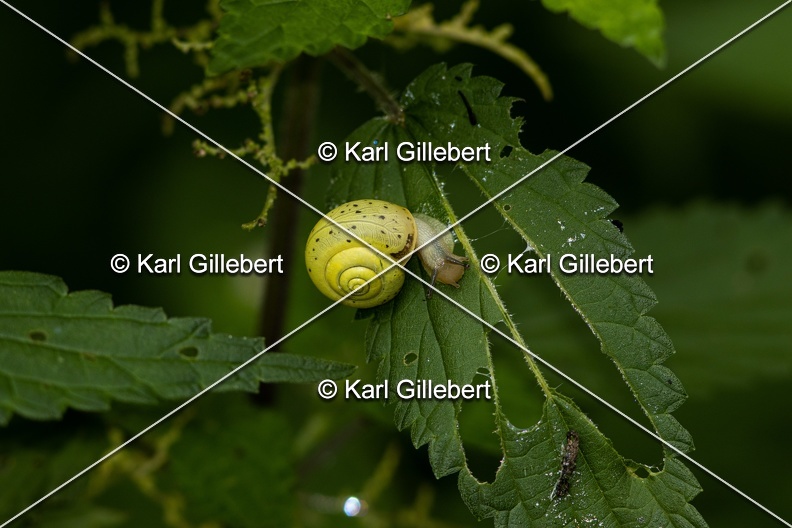 Karl-Gillebert-Helice-cerise-Fruticicola-fruticum-8095