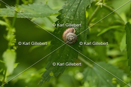 Karl-Gillebert-Helice-cerise-Fruticicola-fruticum-8096