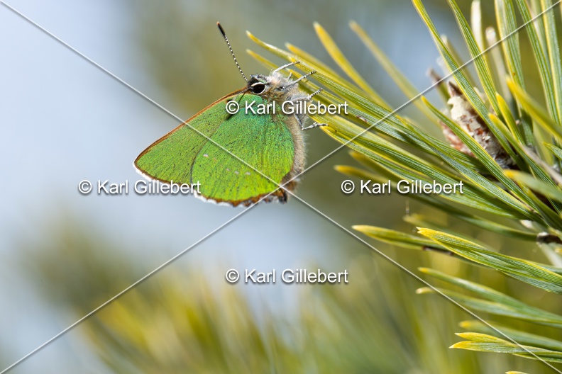 Karl-Gillebert-Argus-vert-Callophrys-rubi-3959.jpg