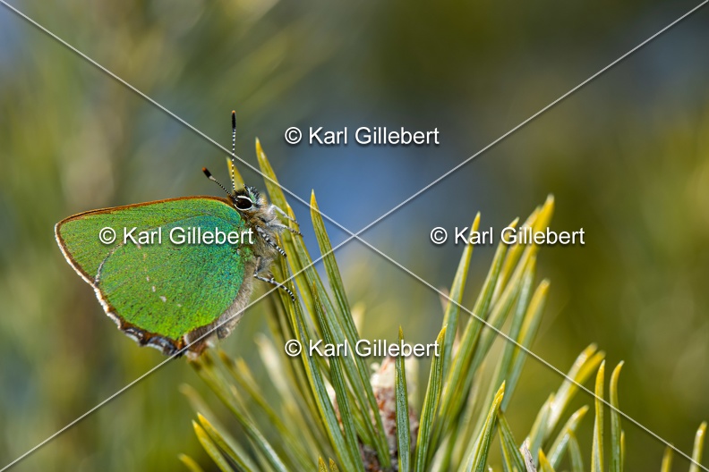 Karl-Gillebert-Argus-vert-Callophrys-rubi-3961.jpg