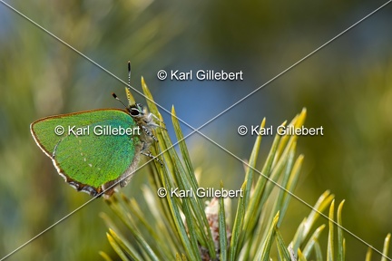Karl-Gillebert-Argus-vert-Callophrys-rubi-3961