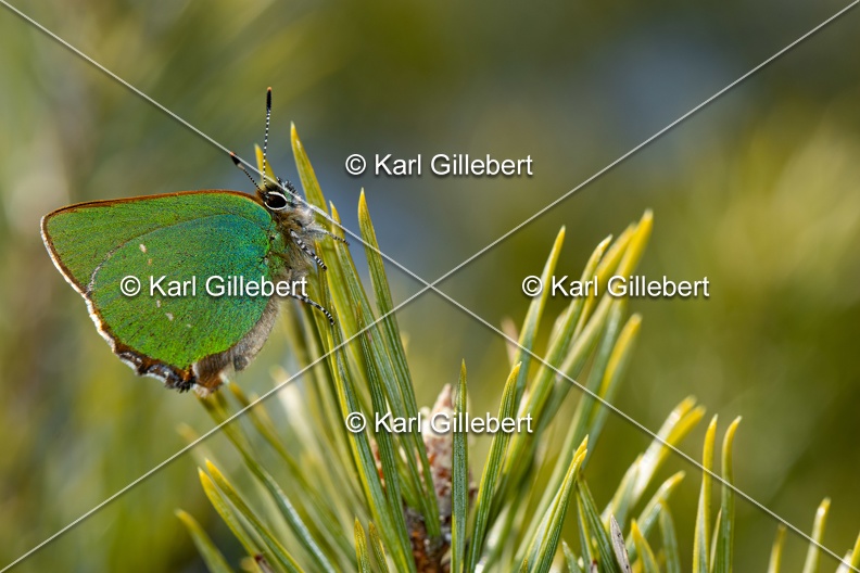 Karl-Gillebert-Argus-vert-Callophrys-rubi-3962.jpg