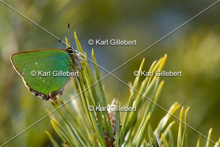 Karl-Gillebert-Argus-vert-Callophrys-rubi-3962