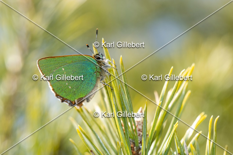 Karl-Gillebert-Argus-vert-Callophrys-rubi-3964.jpg