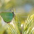 Karl-Gillebert-Argus-vert-Callophrys-rubi-3964
