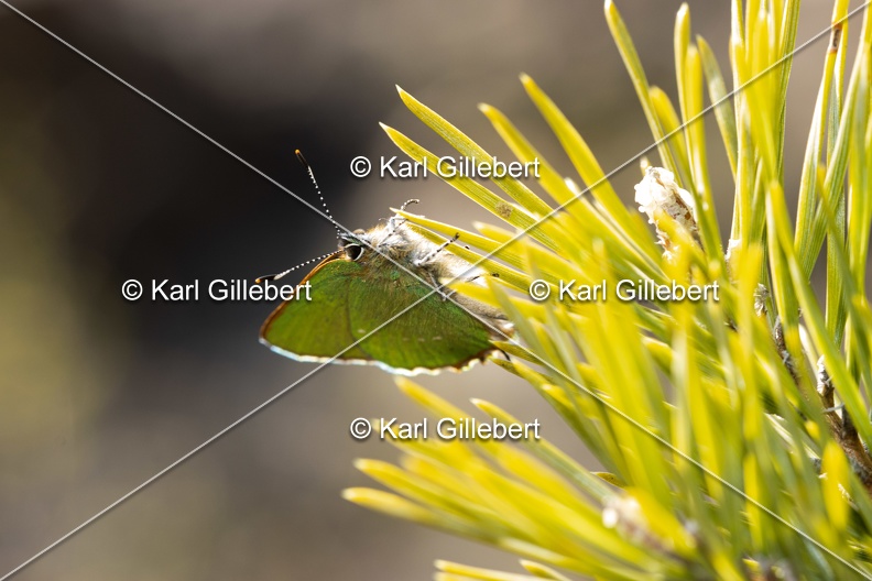 Karl-Gillebert-Argus-vert-Callophrys-rubi-3966