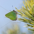 Karl-Gillebert-Argus-vert-Callophrys-rubi-3969