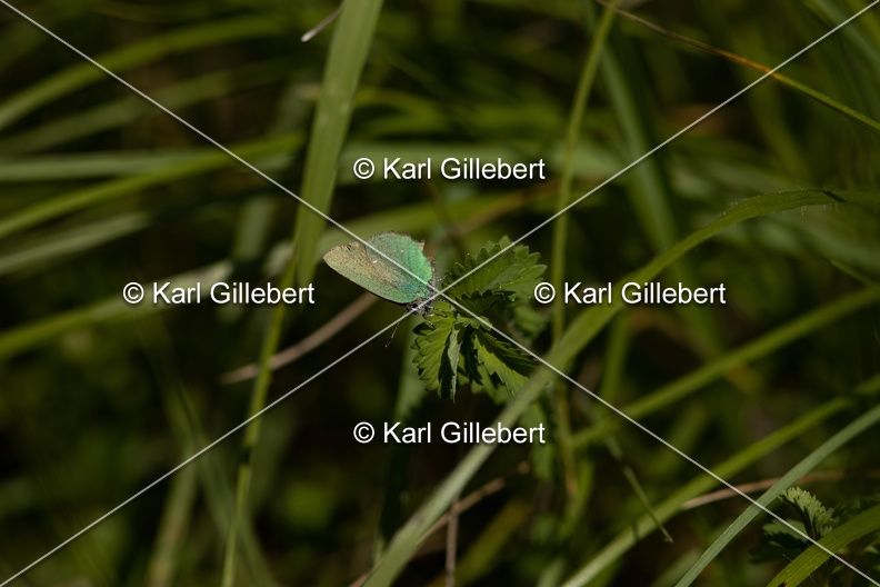 Karl-Gillebert-Argus-vert-Callophrys-rubi-4053.jpg