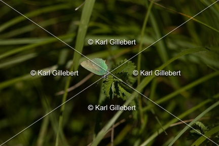 Karl-Gillebert-Argus-vert-Callophrys-rubi-4053