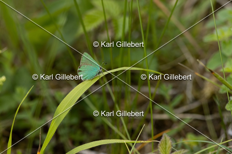 Karl-Gillebert-Argus-vert-Callophrys-rubi-4263.jpg