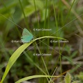 Karl-Gillebert-Argus-vert-Callophrys-rubi-4263