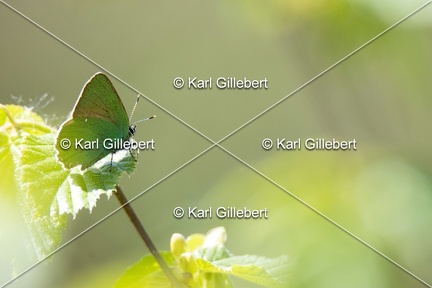 Karl-Gillebert-Argus-vert-Callophrys-rubi-7638