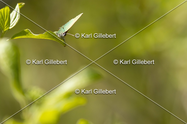 Karl-Gillebert-Argus-vert-Callophrys-rubi-7804.jpg