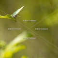 Karl-Gillebert-Argus-vert-Callophrys-rubi-7804