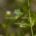 Karl-Gillebert-Argus-vert-Callophrys-rubi-0924