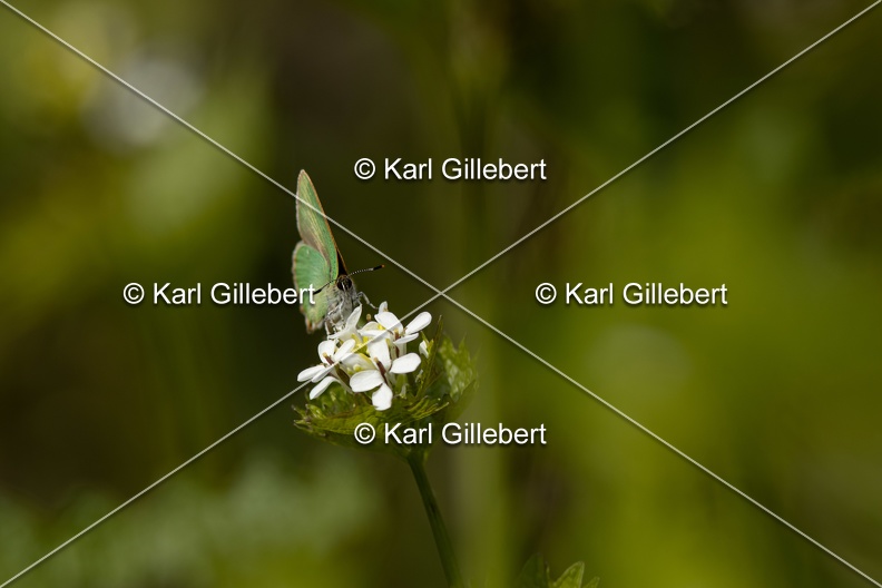 Karl-Gillebert-Argus-vert-Callophrys-rubi-0938.jpg