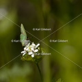 Karl-Gillebert-Argus-vert-Callophrys-rubi-0938