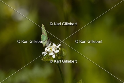 Karl-Gillebert-Argus-vert-Callophrys-rubi-0938